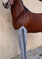 当马儿穿了运动裤gif搞笑图片