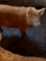 这是产肉松的小猪吗gif搞笑图片