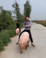 20210422新GIF动图12图:传说中的南帝北丐