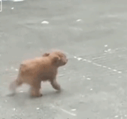 狗子都在逆风前行gif搞笑图片