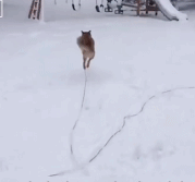 没有生物不爱雪gif搞笑图片