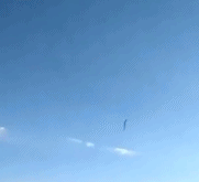 美国一热气球坠毁gif搞笑图片