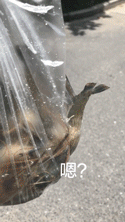 论天气有多热-搞笑gif动态图片-izike