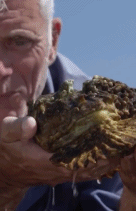 看似石头实则是石头鱼gif搞笑图片