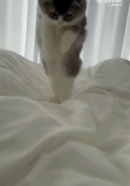 这猫咪是属傻狍子的吧gif搞笑图片