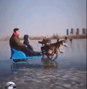 第一眼以为是二哈啦的,结果……-搞笑gif动态图片-izike