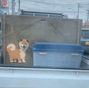 好可爱的箱子gif搞笑图片