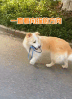 这只狗狗也想养只猫gif搞笑图片