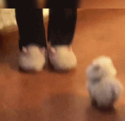 咋又出来两只小拖鞋gif搞笑图片