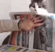 获得一只书挡gif搞笑图片