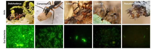 ○ Sanders发现，不同蚂蚁的肠道细菌密度非常不一样。| 图片来源：Sanders et al。/Integrative & Comparative Biology
