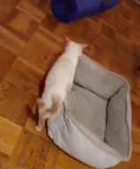 当猫咪遇见纸箱gif搞笑图片