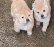 小奶狗的治愈gif搞笑图片