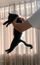 据说猫是蒲公英做的gif搞笑图片