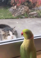 真的在躲猫猫gif搞笑图片