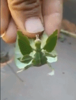 自然界的伪装大师gif搞笑图片