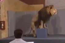 92年《狮子王》动画制作gif搞笑图片