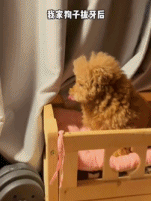 狗狗拔牙之后gif搞笑图片