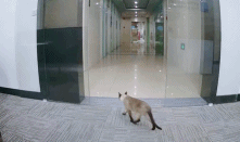 什么叫好奇害死猫gif搞笑图片