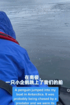 南极欢迎小可爱企鹅上船-搞笑gif动态图片-izike