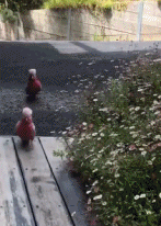 一群啾啾正朝你奔来gif搞笑图片