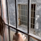 弱小 可怜 又无助-搞笑gif动态图片-izike