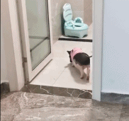 聪明小猪会关门坐马桶-搞笑gif动态图片-izike