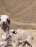 小羊给你治愈微笑gif搞笑图片