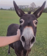 暖心小驴卖力阻止人类靠近火堆-搞笑gif动态图片-izike