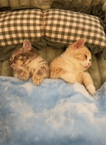 原来猫咪也会秒睡gif搞笑图片