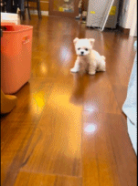 和主人对骂的小奶狗gif搞笑图片