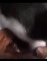 养猫劝退名场面gif搞笑图片