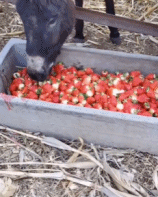 没想到会羡慕驴的伙食gif搞笑图片