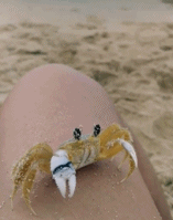 螃蟹的嘴唇好像雨刮器gif搞笑图片