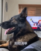 退休警犬的职业素养gif搞笑图片
