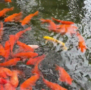 金色锦鲤出没gif搞笑图片