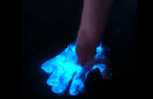 加州南部的“蓝眼泪”gif搞笑图片