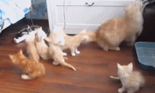 生了一窝老鼠gif搞笑图片