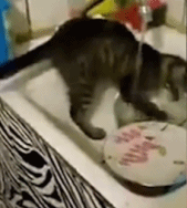 今天轮到你刷碗gif搞笑图片