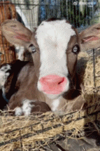 眉清目秀的小牛犊gif搞笑图片