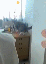 养猫人的心痛gif搞笑图片