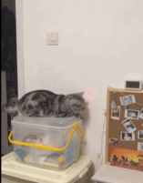 猫咪自动关灯仪gif搞笑图片