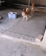 在结冰路面不要撒欢gif搞笑图片