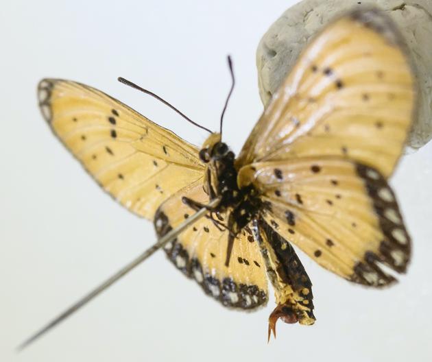 你可能会被蝴蝶的翅膀吸引进来。但是一些科学家对其中复杂的解剖结构感兴趣。