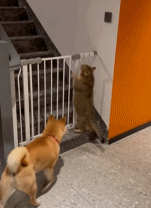 狗狗看门的责任感gif搞笑图片