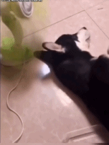 发现电风扇新玩法gif搞笑图片