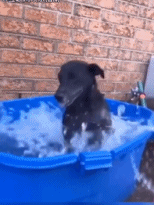 水也能玩半天gif搞笑图片