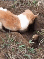 灰头土脸的出来了gif搞笑图片