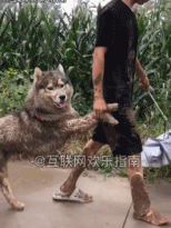 今天不许玩了gif搞笑图片