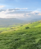 一片绿色的海洋gif搞笑图片